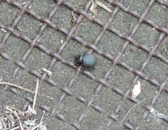 Pimelia bipunctata papii