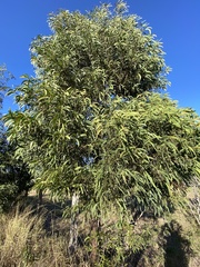 Acacia harpophylla