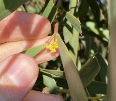Acacia harpophylla