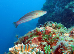 Ring Wrasse photo 4