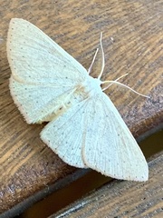 Cyclophora obstataria