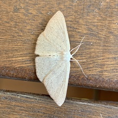 Cyclophora obstataria