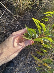 Ehretia saligna membranifolia