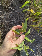 Ehretia saligna membranifolia