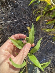 Ehretia saligna membranifolia