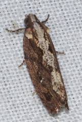 Oxysemaphora notialis