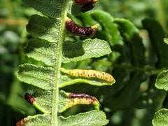 Dasineura pteridis