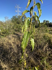 Ehretia saligna membranifolia