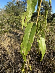 Ehretia saligna membranifolia