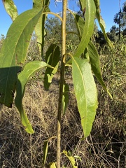 Ehretia saligna membranifolia