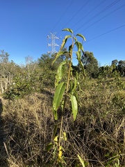 Ehretia saligna membranifolia