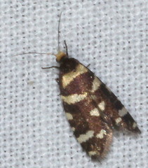 Lepidoscia confluens