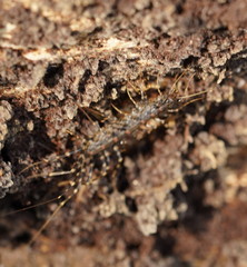 Allothereua maculata