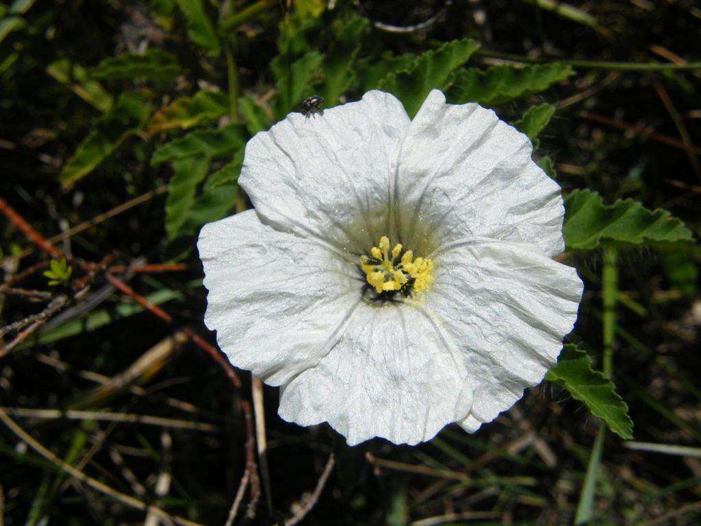 Monsonia (Vergesig - Locally Indigenous Species) · iNaturalist