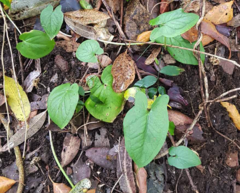 Typhonium eliosurum