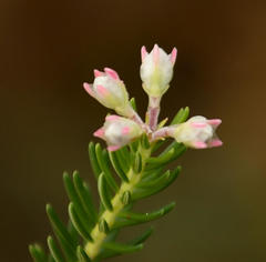 Erica brownleeae