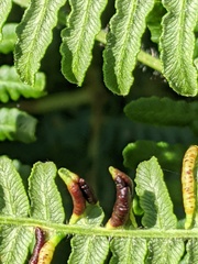 Dasineura pteridis