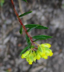 Penaea acutifolia