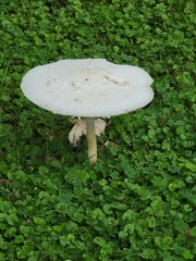 Chlorophyllum molybdites