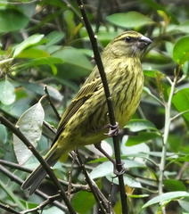 Crithagra scotops umbrosa