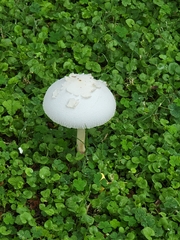 Chlorophyllum molybdites