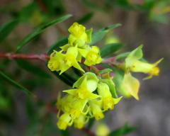 Penaea acutifolia