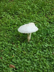 Chlorophyllum molybdites