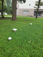 Chlorophyllum molybdites