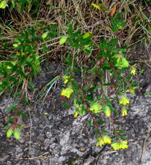 Penaea acutifolia
