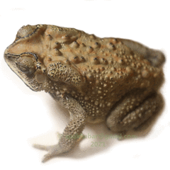 Duttaphrynus melanostictus