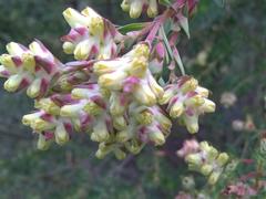 Penaea cneorum cneorum