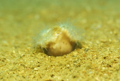 Heteropsammia cochlea