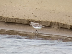 Calidris bairdii