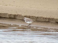 Calidris bairdii