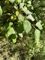 Salix taraikensis