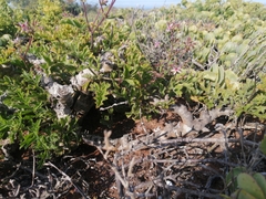 Pelargonium carnosum carnosum