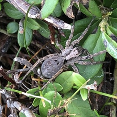 Alopecosa inquilina