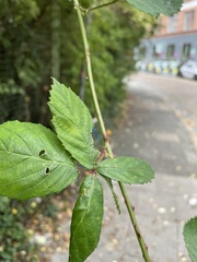 Rubus