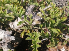 Pelargonium carnosum carnosum