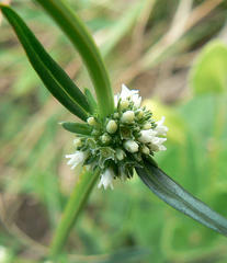 Spermacoce natalensis