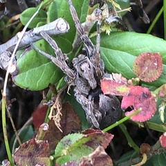 Alopecosa inquilina