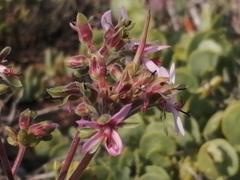 Pelargonium carnosum carnosum