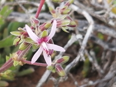 Pelargonium carnosum carnosum