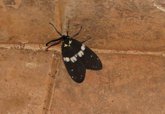 Eterusia aedea virescens