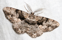 Hypomecis externaria