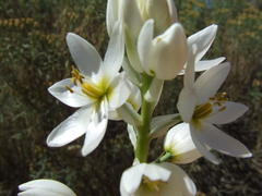 Ornithogalum conicum