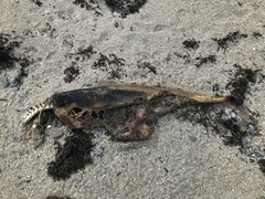 Phocoena