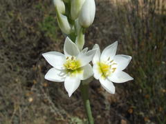 Ornithogalum conicum