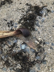 Phocoena