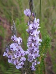 Amphithalea axillaris